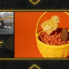 Filename=scarlettnxt20210224_Still128.jpg
Filesize=350KiB
Dimensions=1280x720
Date added=Feb 28, 2021 scarlettnxt20210224_Still128.jpg